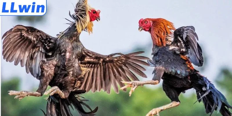 Bí quyết đá gà Campuchia tỷ lệ thắng cao