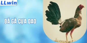 Đá Gà Cựa Dao - Bí Quyết Chọn Gà Và Luật Thi Đấu Chuẩn