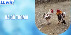 Đá Gà Thomo - Khám Phá Đấu Trường Đẳng Cấp Số 1 Châu Á