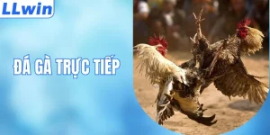 Đá Gà Trực Tiếp Và Những Hình Thức Thi Đấu Đặc Sắc 